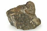 Cretaceous Fossil Heteromorph (Scaphites) Ammonite - Utah #266728-2
